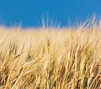 Thinking of the harvest